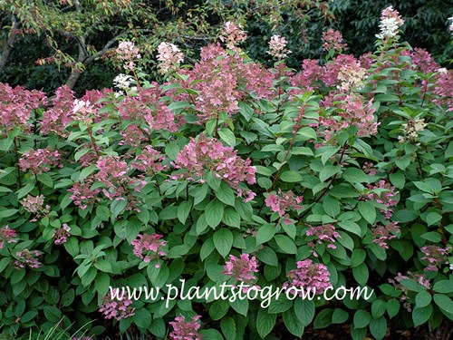 Hydrangea Quick Fire (Hydrangea paniculata)
Has some nice panicle color at this time of the season. (September 13)